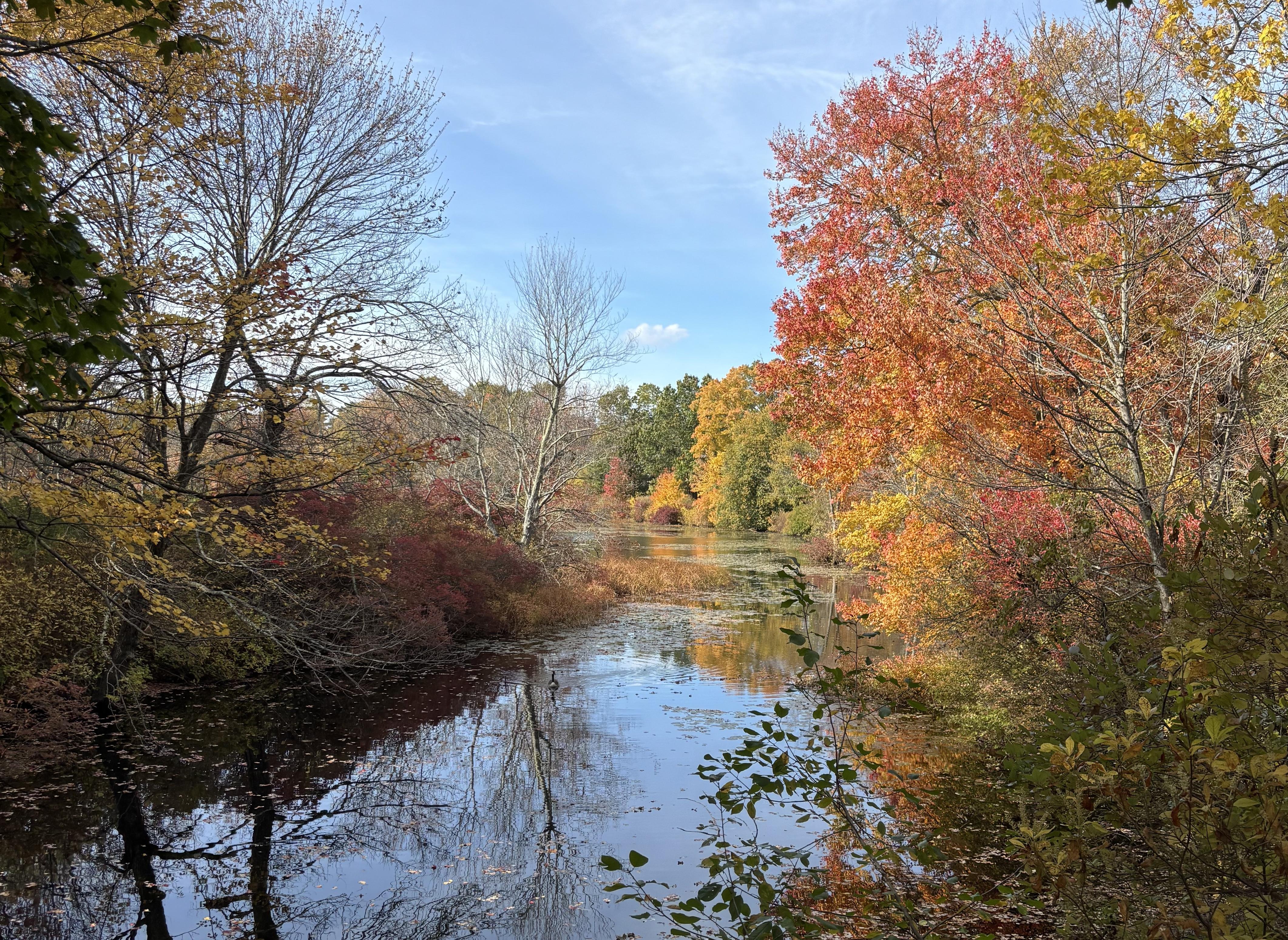 Wellesley College foliage